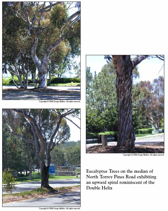 Eucalyptus Trees on the median of North Torrey Pines Road exhibiting an upward spiral reminiscent of the Double Helix